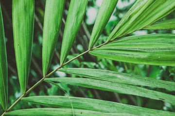 Fototapeta premium Palm tree foliage. Vintage tropical background. Retro toned. Macro photography.