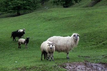 Naklejka premium herd of sheep in green meadow. artvin/turkey