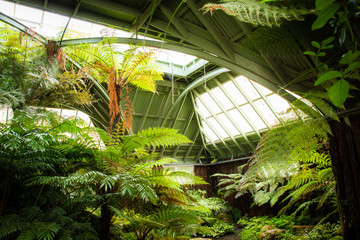 Tropical greenhouse glasshouse sunny interior full of lush green plants. Modern interior architecture. Natural design. Indoor decorative plants. Botanical garden.