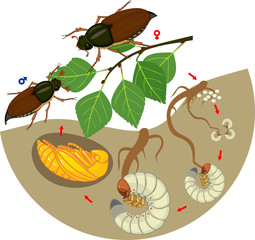 Life cycle of cockchafer. Sequence of stages of development of cockchafer (Melolontha melolontha) from egg to adult beetle