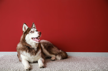 Cute Husky dog lying on carpet near color wall
