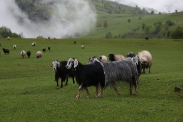 herd of sheep in green meadow. artvin/turkey