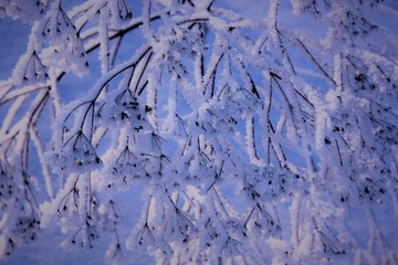 Morning frost painted all the plants around in cold winter. The snow dawn cut grass and trees with snow, which turned into crystals.