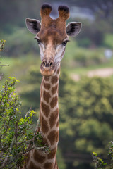 Giraffe Portrait