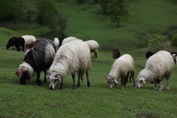 Obraz premium herd of sheep in green meadow. artvin/turkey