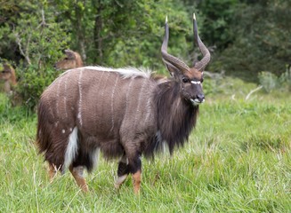 Nyala Antelope Ram with Beautiful Shaggy Coat