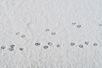 雪と犬の足跡