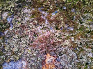 concrete wall with green moss and lichen