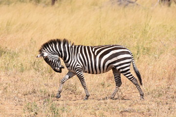 Naklejka na ściany i meble plains zebra in Serengeti National Park, Tanzania