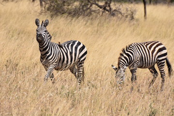 Fototapeta na wymiar plains zebra in Serengeti National Park, Tanzania