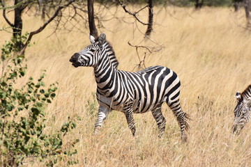 Fototapeta na wymiar plains zebra in Serengeti National Park, Tanzania
