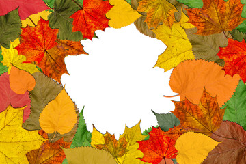 Autumn marvelous colorful leaves frame. White isolated 