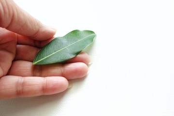 Green leave on woman hand and white background