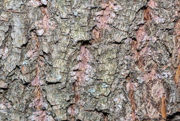 bark tree texture, tree bark for background use