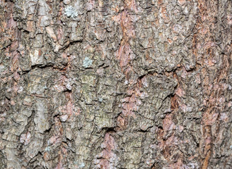 bark tree texture, tree bark for background use