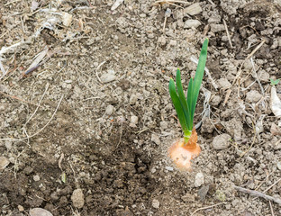 Young green onion sprouted on the field New life cycle