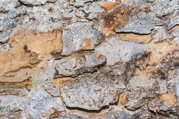 bark tree texture, tree bark for background use
