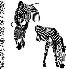 Fototapeta na wymiar Zebra, hand drawing, vector