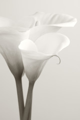 Calla lilies