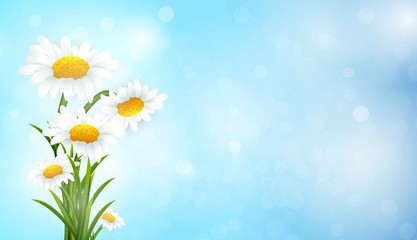 Fototapeta na wymiar Spring banner with chamomiles flowers.Vector sale template banner. Clearance Banner, Poster, Flyer