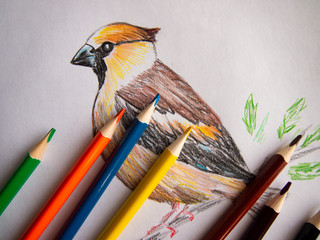 drawing birds with colored watercolor pencils
