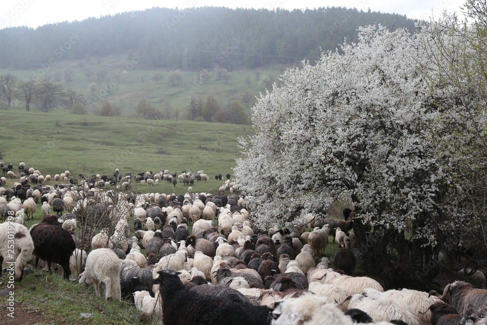 Wall mural herd of sheep in green meadow. artvin/turkey