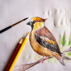 drawing birds with colored watercolor pencils