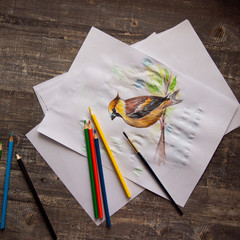 drawing birds with colored watercolor pencils