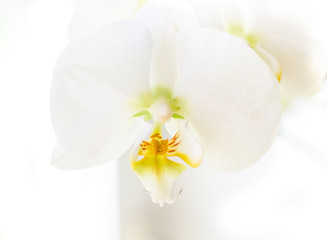 white orchid on wihte background