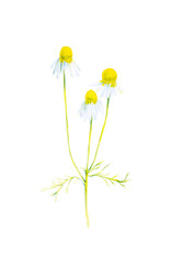 Watercolor illustration of a Daisy flower with branches. Isolated on white background
