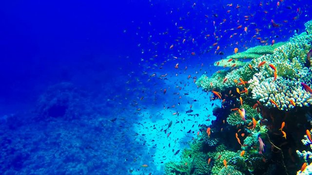 Scuba diving, underwater world, plentry of fish