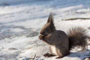 squirrel eats on snow