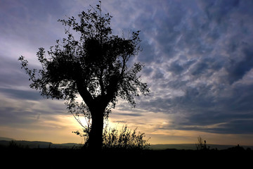 Plakat silhouette of tree in sunset