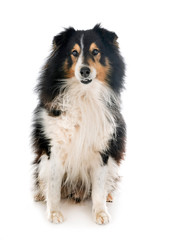 Shetland Sheepdog in studio