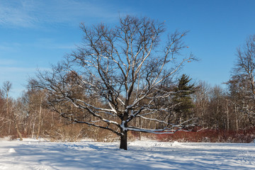 large tree without leaves in a winter park on a clear day