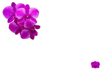Fototapeta na wymiar Violet orchid isolate on white background. Postcard.