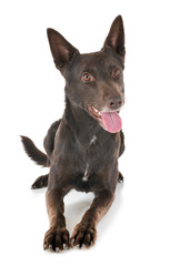 Australian Kelpie in studio