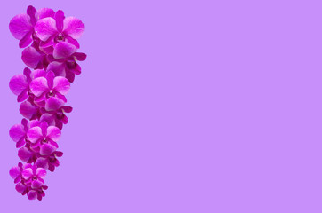Purple orchid isolate on light violet background 