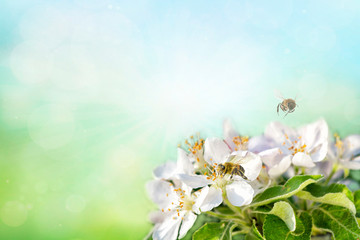 honey bee collecting pollen on white apple. Spring time background