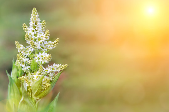 alpine white flower Veratrum album at sunset. Spring nature background. Space for text. Treatment plant
