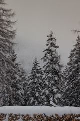 Fototapeta premium Bäum im Schnee