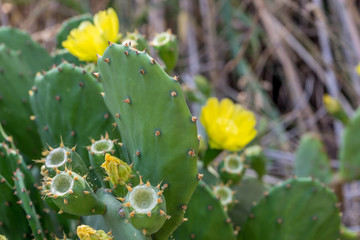 Italy, Cinque Terre, Manarola, a cactus in a garden