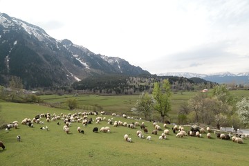 Fototapeta na wymiar herd of sheep in green meadow. artvin/turkey