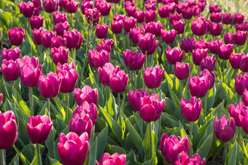 Obraz premium Many bright colourful purple tulips blooming and flowering on flower-garden