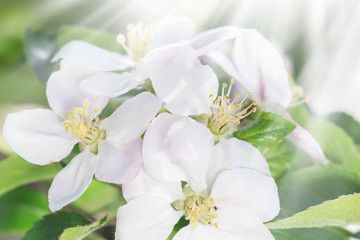 Fototapeta na wymiar blooming apple tree. Pink delicate flowers and buds