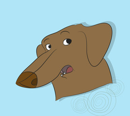 portrait of a dog dachshund, look down