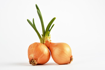 Onions on white background