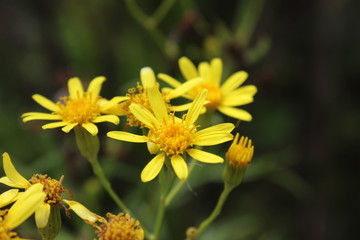 Yellow flower