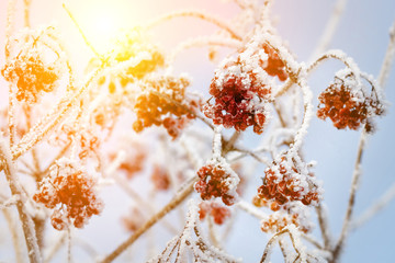 red berries under snow, snow, background, mountain ash, hawthorn at sunny day
