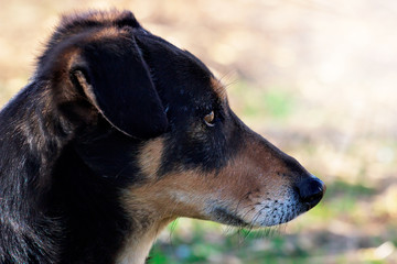 Portrait of Happy brown dog with foliage bokeh background. Head shot of smile dog with sunlight